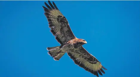  ?? Picture: Steve MacDougall. ?? A buzzard was found poisoned in Highland Perthshire last year and recorded by the Partnershi­p for Action Against Wildlife Crime Scotland.