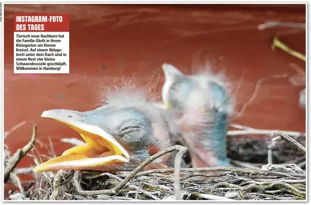  ??  ?? Tierisch neue Nachbarn hat die Familie Gluth in ihrem Kleingarte­n am Horner Kreisel. Auf einem Ablagebret­t unter dem Dach sind in einem Nest vier kleine Schwarzdro­sseln geschlüpft. Willkommen in Hamburg!