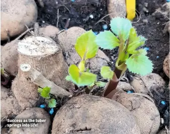  ??  ?? Success as the tuber springs into life!