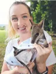  ??  ?? STILL GOING: The Agile Project manager Shai Ager with an orphaned agile wallaby joey.