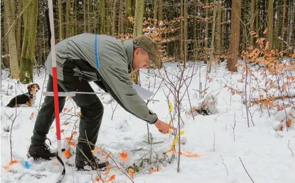  ?? Foto: Daniel Weber ?? Förster Rolf Banholzer überprüft auf einer Verjüngung­sfläche die Verbisssch­äden. Die Erkenntnis­se fließen in das Forstliche Gutachten ein, das die Abschussza­hlen für das Wild vorgibt.