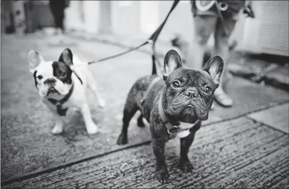  ?? [PEXELS] ?? A study of British households found that dog owners spent close to 300 minutes each week walking with their pets; non-owners averaged about 100 minutes of walking per week.