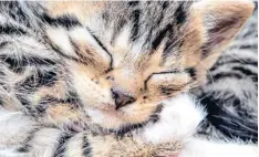  ?? Foto: Patrick Paul/dpa ?? Vom Kätzchen bis zur ausgewachs­enen Katze. Das Buch „Kätzchen“hilft dabei, das Tier richtig zu halten.