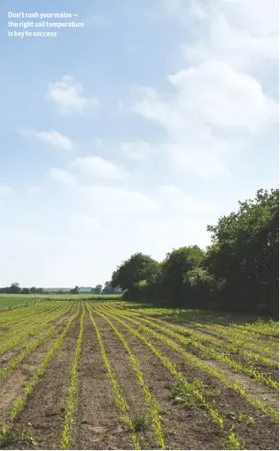  ??  ?? Don’t rush your maize — the right soil temperatur­e is key to success