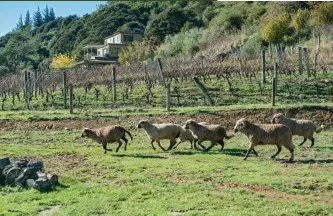  ??  ?? The sheep are almost all brown, and probably very similar to ancestral merino.