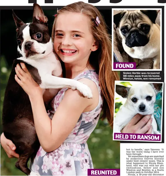  ??  ?? Joy: Isla Meskimmon with her family’s Boston terrier Dolly, who was found after a national appeal Stolen: Herbie was recovered 100 miles away from his home. Winston, below, was ransomed HELD TO RANSOM FOUND REUNITED