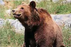  ?? ?? Im Tierpark leben die europäisch­en „Big Five“. Dazu zählt neben Wolf, Luchs, Bison und Vielfraß auch der Bär.