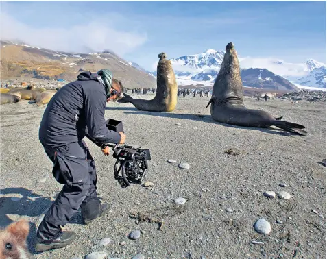  ??  ?? Much of the footage has been captured on new superfast and quiet drones, allowing the BBC team to get up close with huge sea lions, above; wild European hamsters; rare Chinese golden-haired blue-faced snub-nosed snow monkeys; and grey headed albatross chicks