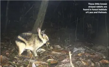  ??  ?? These little-known striped rabbits are found in forest habitats of Laos and Vietnam.