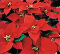  ??  ?? Poinsettia - a Christmas tradition