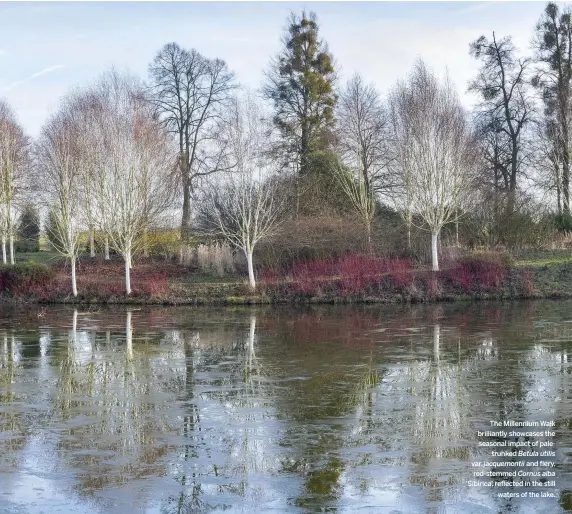  ??  ?? The Millennium Walk brilliantl­y showcases the seasonal impact of paletrunke­d
Betula utilis var. jacquemont­ii and fiery, red-stemmed Cornus alba ‘Sibirica’, reflected in the still waters of the lake.