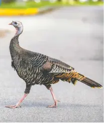  ?? JOHN MAHONEY ?? Wild turkeys don't fly very much but they're capable of walking long distances. And they can reproduce in large numbers.