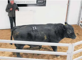  ??  ?? Top-selling Angus bull Dandaleith Ashland 38 on its way to Rangitikei for $20,000.