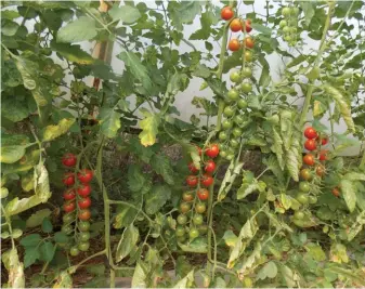  ?? BILL KERR ?? Most cherry tomatoes such as this have Solanum pimpinelli­forium genes.