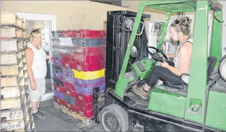  ?? ADAM MACINNIS/THE NEWS ?? Katlyn Cameron drives a forklift with a load of blueberrie­s to weigh at AIGAS Farms while Audrey Cameron directs.