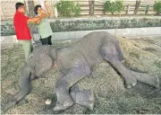  ?? REUTERS ?? Veterinari­ans treat Fitri, 35, a female elephant at a Surabaya zoo in East Java province on July 26, 2011.