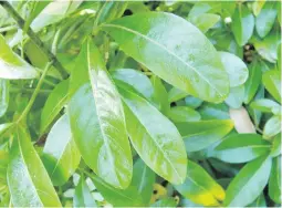  ??  ?? Mexican orange blossom (Choisya ternata) can be grown as a specimen plant or as a hedge. The ornamental leaves are glossy, the flowers citrus scented.