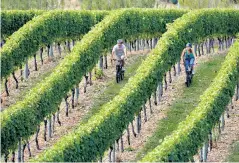  ?? ?? Riding high: mountain bikers cycle around Black Barn Vineyards in Hawke’s Bay