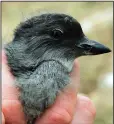  ?? (File Photo/AP/Ben Margot) ?? A Cassin’s auklet chick is displayed July 8, 2006, at the Farallon National Wildlife Refuge in San Francisco. Mass die-offs of the small, white-bellied gray birds have been reported from British Columbia to San Luis Obispo, Calif.
