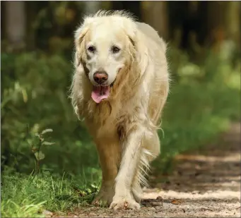  ??  ?? Male dogs often mark their territory while out on walks