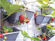  ??  ?? An ever-bearing variety of strawberry will provide a longer harvest season. Be sure to add plenty of compost.