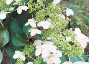  ??  ?? Prune panicle hydrangeas in the spring. Keep any necessary fall pruning to a minimum.