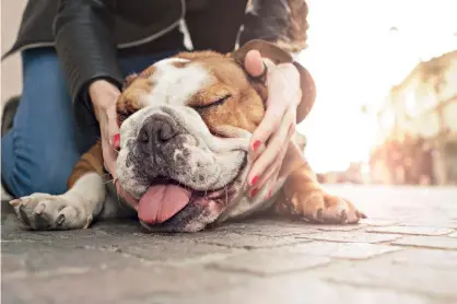  ??  ?? Pas de camerahoog­te aan aan de ooghoogte van diegene die je fotografee­rt. Dus zak iets door de knieën als iemand zit, ga op je knieën bij een kind en houd de camera bijna op de grond bij een hond.
Pas de camerahoog­te aan