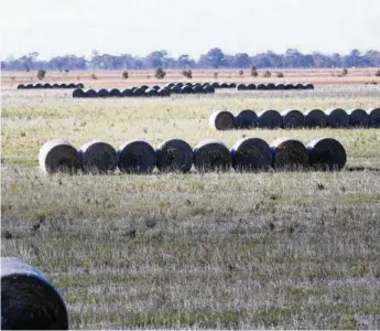  ?? PHOTO: CONTRIBUTE­D ?? DRY CONDITIONS: Hay producers say demand is still low.