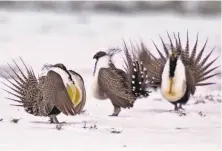  ?? David Zalubowski / Associated Press 2013 ?? President Trump wants to ease rules protecting sage grouse, seen here in Colorado. The rules hinder oil and gas drilling.