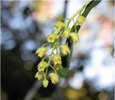  ??  ?? These Australian native lily-of-the-valley orchid flowers (Dendrobium monophyllu­m) are less than 1cm in size but beautifull­y intricate.