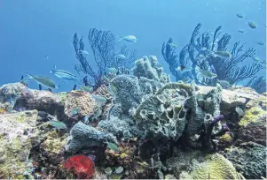  ?? PHOTO: TNS ?? A delicate environmen­t . . . Coral, seen here off the coast of Bequia in the Grenadines, can be indirectly threatened by rats, a study has found.