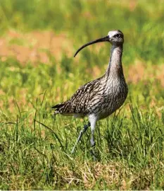  ??  ?? Der große Brachvogel ist ein ursprüngli­cher Brutvogel der Moore und Feuchtgebi­ete, auch in der Region.