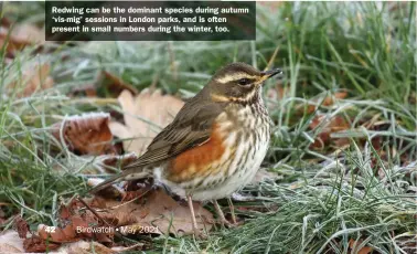  ??  ?? Redwing can be the dominant species during autumn ‘vis-mig’ sessions in London parks, and is often present in small numbers during the winter, too.
