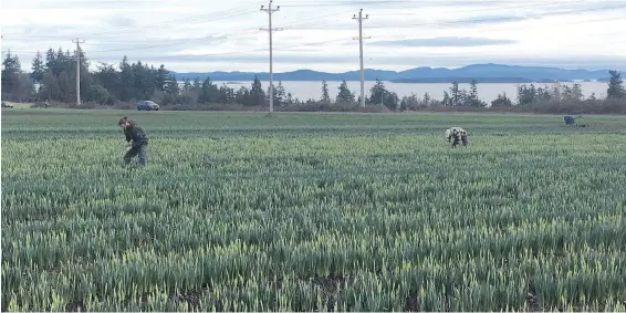  ??  ?? Spring appears to have arrived early on southern Vancouver Island. Workers harvest daffodils at Longview Farms on Central Saanich Road.