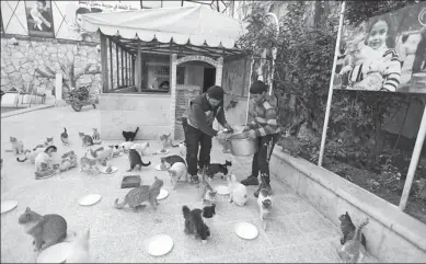  ?? OMAR HAJ KADOUR / AGENCE FRANCE-PRESSE ?? Mohammed Alaa al-Jaleel scoops mincemeat onto plates to feed cats at lunchtime on March 17 at Ernesto’s Cat Sanctuary, which he runs in Kfar Naha, a town in Aleppo of war-torn Syria.