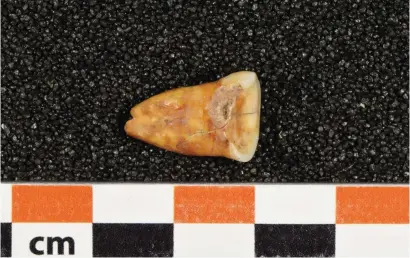  ?? — REUTERS ?? A human tooth discovered at Taforalt Cave in Morocco in an undated photograph.