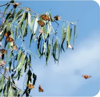  ?? ?? PISMO BEACH, above; Pismo State Beach Monarch Butterfly Grove, below.