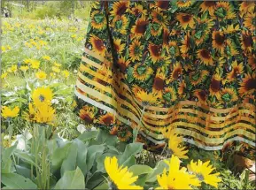  ?? ?? Photo contribute­d
Previous participan­t Evangeline John, wears a ribbon skirt she created, in a field filled with balsam root sunflowers in Secwepemcú­l’ecw.