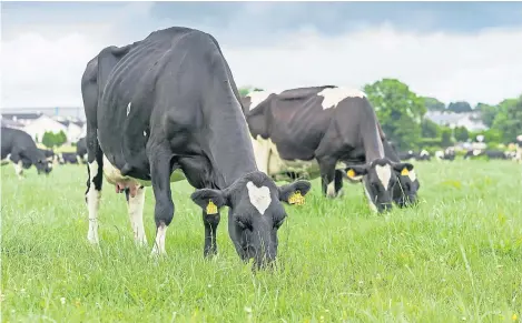  ?? Picture: Shuttersto­ck. ?? There are now 862 dairy herds in Scotland with a shift towards fewer but larger operations.