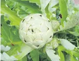  ?? HELEN CHESNUT ?? A globe artichoke is ready to pick, steam and eat. The fleshy ends of each bud segment can be dipped in melted butter and lemon.