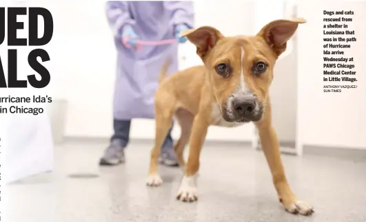  ?? ANTHONY VAZQUEZ/ SUN-TIMES ?? Dogs and cats rescued from a shelter in Louisiana that was in the path of Hurricane Ida arrive Wednesday at PAWS Chicago Medical Center in Little Village.