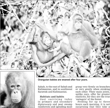  ??  ?? Orangutans are the most intelligen­t and creative of all primate species. Orangutan babies are weaned after four years.