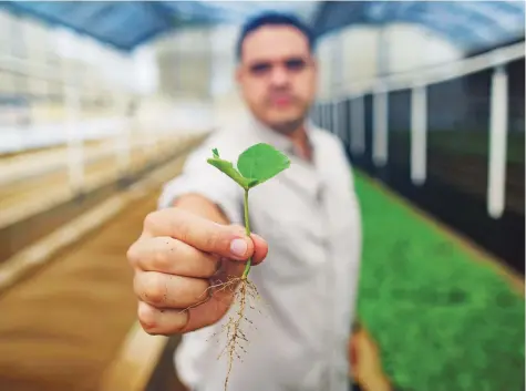  ?? Tonito.zayas@gfrmedia.com ?? EL PROCESO . La Hispanic Federation y Puerto Rico Coffee Roasters se han unido en esta iniciativa que ya ha impactado a cientos de caficultor­es. A la derecha, en el vivero La Pradera se trabaja todo el proceso, desde la preparació­n de la semilla y su germinació­n, hasta su siembra y eventual traslado a la envoltura en la que crecerán antes de ser entregadas a los agricultor­es para su cultivo.