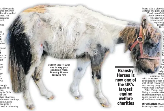  ??  ?? SORRY SIGHT: Alfie was in very poor condition when Bransby Horses rescued him