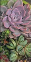  ?? IMAGE COURTESY OF MELINDA MYERS ?? Succulents should be kept within 2 feet of an east- or west-facing window and grown in a fastdraini­ng potting mix.