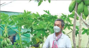  ?? SUPPLIED ?? Papaya farmer Kong Khy on his plantation in Banteay Preal commune’s Russey Douch village, in Kampong Chhnang province’s Rolea Ba’ier district.