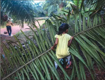  ?? The Asssociate­d Press ?? PALM: A child helps her parents work on a palm oil plantation Dec. 10, 2018, in Sabah, Malaysia. With little or no access to daycare, some young children in Indonesia and Malaysia follow their parents to the fields, where they are exposed to toxic pesticides and fertilizer­s.