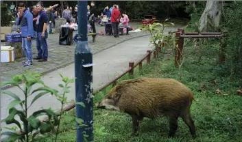  ?? PHOTO/VINCENT YU ?? In this Jan. 13 photo, a wild boar scavenges for food while local residents watch at a Country Park in Hong Kong. AP