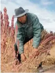  ?? Foto: dpa ?? Julian Canavari erntet rote Quinoa. We  gen des Preisverfa­lls überlegt er, vom Land in die Stadt zu migrieren.
