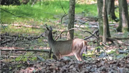  ?? KELLY MARSH/FOR THE TIMES HERALD-RECORD ?? A deer walks through the woods behind a home in Monroe on Sept. 8, 2022. The warming climate has allowed more deer to thrive across large swaths of New York.
